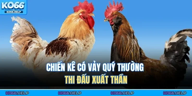 Vảy Gà Khai Vương | Bí Mật Nhận Diện Chiến Kê Quý Hiếm 3 Chiến kê có vảy quý thường thi đấu xuất thần