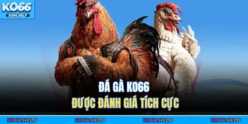 Đá Gà Ko66 1 Đá gà KO66 được đánh giá tích cực