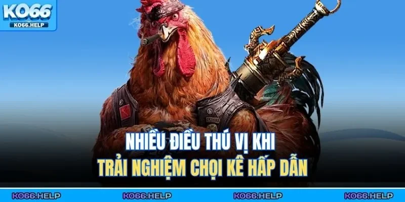 Đá Gà Ko66 2 Nhiều điều thú vị khi trải nghiệm chọi kê hấp dẫn
