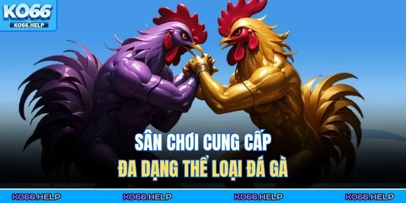 Đá Gà Ko66 3 Sân chơi cung cấp đa dạng thể loại đá gà