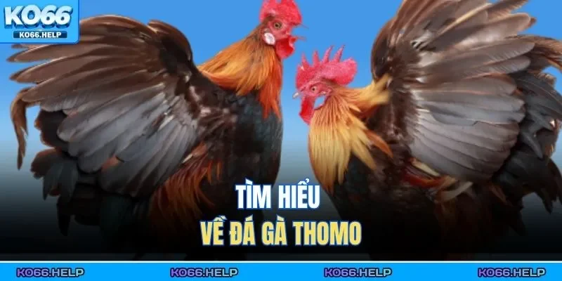 Đá Gà Thomo | Cập Nhật Lịch Thi Đấu Mới Nhất, Xem Live 24/7 1 Tìm hiểu về đá gà Thomo